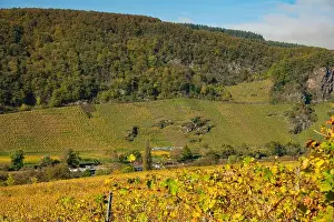 Moselle Valley Prints: river moselle valley near Enkirch in Germany in autumn