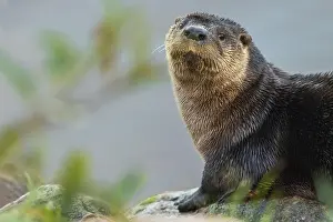 Ken Archer Prints: River otter pauses for a moment while foraging along a river bank in the arctic country