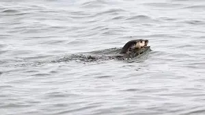Flounder Prints: River otter swimming with starry flounder flatfish in mouth in ocean water