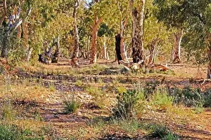 River Red Gums standing in a dry creek bed near Kanyaka Homestead Ruins in the Flinders Ranges in Australia