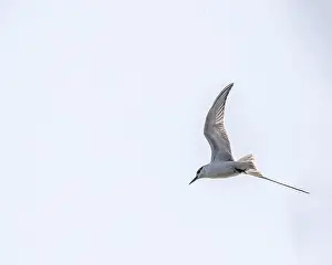 Subarctic Prints: A river tern in flight