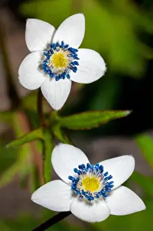 Anemone Prints: River Windflower (Anemone rivularis) flowers