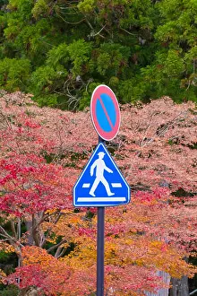 Crosswalk Prints: Road crossing transportation sign with red maple tree as a background in Kyoto, Japan