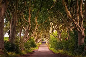 Oaks Prints: Road through the Dark Hedges tree tunnel at sunset in Ballymoney