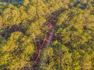 High Top Prints: Empty road in a forest at early winter time. Aerial view from a drone looking down