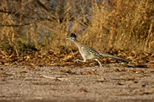 Natural World Prints: A Road Runner runs beside a dirt road