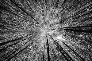 The road surface leads directly to the trunks of the trees in the black and white photo