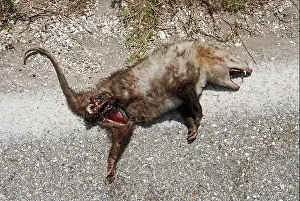 Omnivore Prints: Roadkill - Virginia Opossum (Didelphis virginiana)