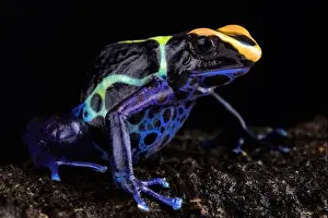Dart Frog Prints: “Robertus” dart frog (Dendrobates tinctorius Robertus') Alalapadu
