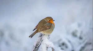 Robin Prints: Robin