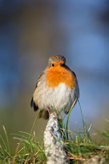 Claw Prints: Robin; Erithacus rubecula Cornwall; UK