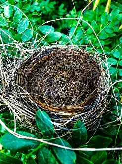 Summer Time Prints: Robins nest made with horse hair in foliage