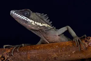 Gonocephalus Prints: Robinson's Anglehead Lizard, Malayodracon robinsonii