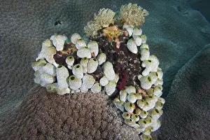Cnidarians Prints: Robust reef sea squirts (Atriolum robustum) form patterns on the stony corals