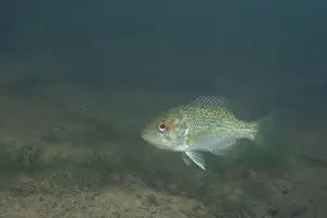 River Ecosystem Prints: Rock bass in a river