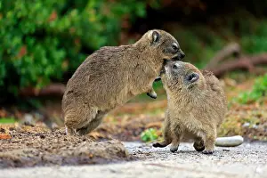 Argue Prints: Rock Hyraxes (Procavia capensis)