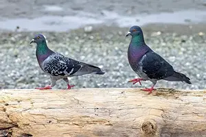 Courtship Prints: Rock pigeon (Columba livia) couple at Esquimalt Lagoon - Colwood