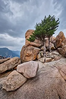 Pine Tree Prints: Rock with pine trees in Seoraksan National Park, South Korea