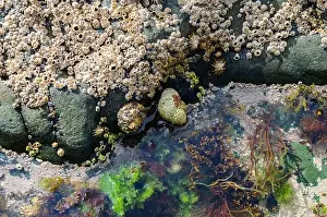Geologic Prints: Rock pool on the beach at Ballywalter with seaweeds barnacles and limpets