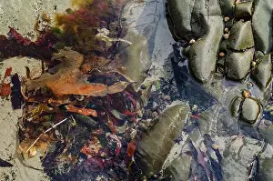 Geologic Prints: Rock pool on the beach at Ballywalter with seaweeds barnacles and limpets
