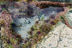 Geologic Prints: Rock pool on the beach at Ballywalter with seaweeds barnacles and limpets