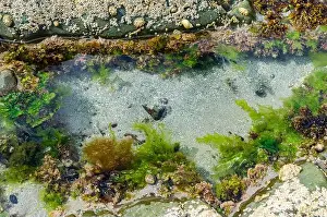 Geologic Prints: Rock pool on the beach at Ballywalter with seaweeds barnacles and limpets