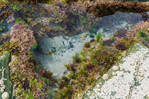 Geologic Prints: Rock pool on the beach at Ballywalter with seaweeds barnacles and limpets