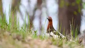 Grouse Prints: Rock ptarmigan (Lagopus muta) in summer forest