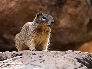 Felsen Prints: Rock squirrel Felsen Ziesel