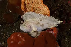 Lies Prints: A rocking fish (Taenianotus triacanthus) lying on a sea sponge