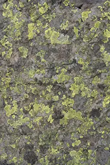 Lichen Prints: Rocks covered with algae / lichen on the Glyders mountain range in Snowdonia, North Wales