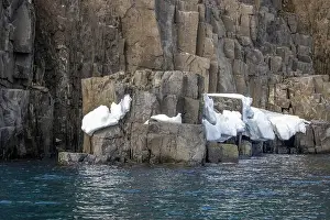 Uria Lomvi Prints: rocks waterfall small iceberg and glacier at the Alkefjellet between Spitsbergen and Nordaustlandet on Svalbard