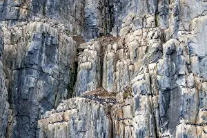 Uria Lomvi Prints: rocks waterfall small icebergs at the Alkefjellet between Spitsbergen and Nordaustlandet on Svalbard