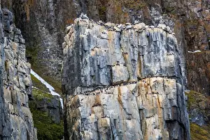 Uria Lomvi Prints: rocks waterfall small icebergs at the Alkefjellet between Spitsbergen and Nordaustlandet on Svalbard
