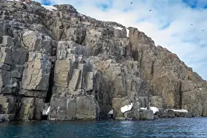 Uria Lomvi Prints: rocks waterfall small icebergs at the Alkefjellet between Spitsbergen and Nordaustlandet on Svalbard