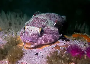 Critter Prints: Rocksucker or giant clingfish (Chorisochismus dentex) underwater on a rock with patterened skin
