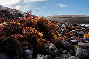 Lichen Prints: A rocky beach with a large amount of seaweed on it
