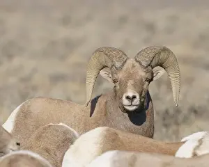 Rio Grande Prints: Rocky Mountain bighorn ram with ewes. Rio Grande Norte, New Mexico