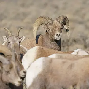 Rio Grande Prints: Rocky Mountain bighorn ram with ewes. Rio Grande Norte, New Mexico