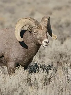 High Country Prints: Rocky Mountain bighorn ram in rut. Rio Grande Gorge, New Mexico, USA
