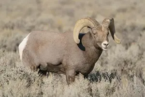 High Country Prints: Rocky Mountain bighorn ram in rut. Rio Grande Gorge, New Mexico, USA