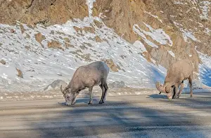 Ovis Canadensis Prints: Rocky Mountain Sheep (Ovis canadensis) lick road salt in Banff National Park