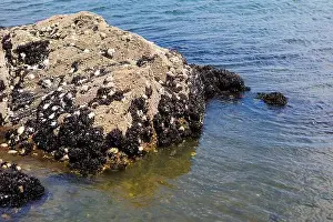 Crustaceans Prints: A rocky shoreline with black mussels and white barnacles clinging to the rocks