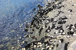 Crustaceans Prints: A rocky shoreline with black mussels and white barnacles clinging to the rocks