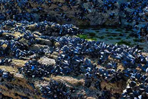 Rocky Shore Prints: A rocky shoreline covered with clusters of blue-black mussels