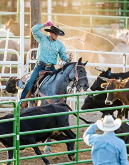 Throw Prints: Rodeo cowboy on horseback competing in team calf roping