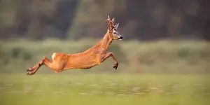 Antlers Prints: Roe deer buck sprinting fast in summer