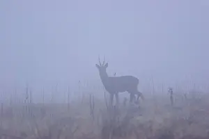 Antlers Prints: Roe deer (Capreolus capreolus) in mist, spring, Yorkshire, UK