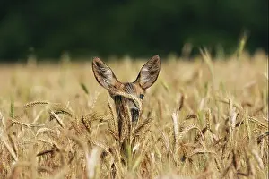 Hungary Prints: Roe deer Capreolus capreolus peering out of barley crop near Tiszaalpar Hungary