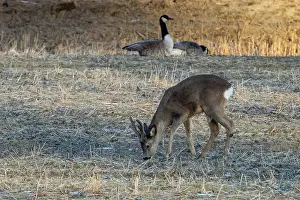 White Tailed Prints: Roe deer foraging on a field with canada geeze